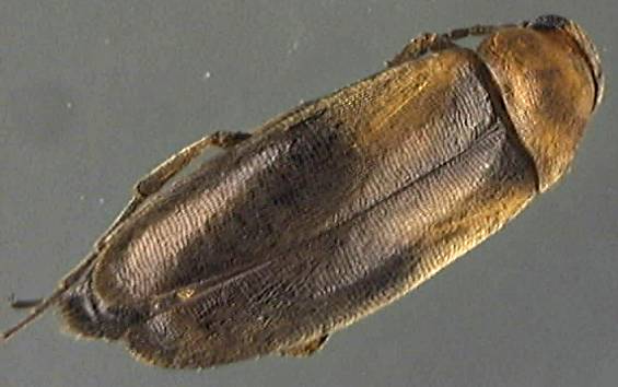 Anaspis maculata